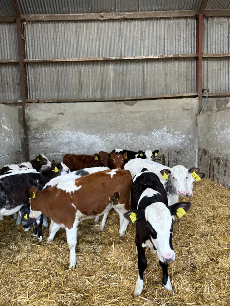 Coloured heifers - Image 1