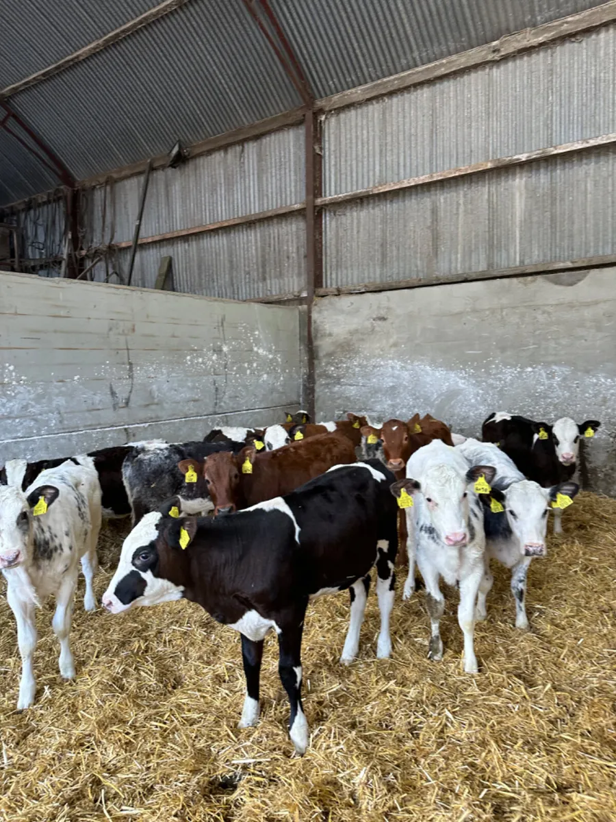Coloured heifers - Image 4