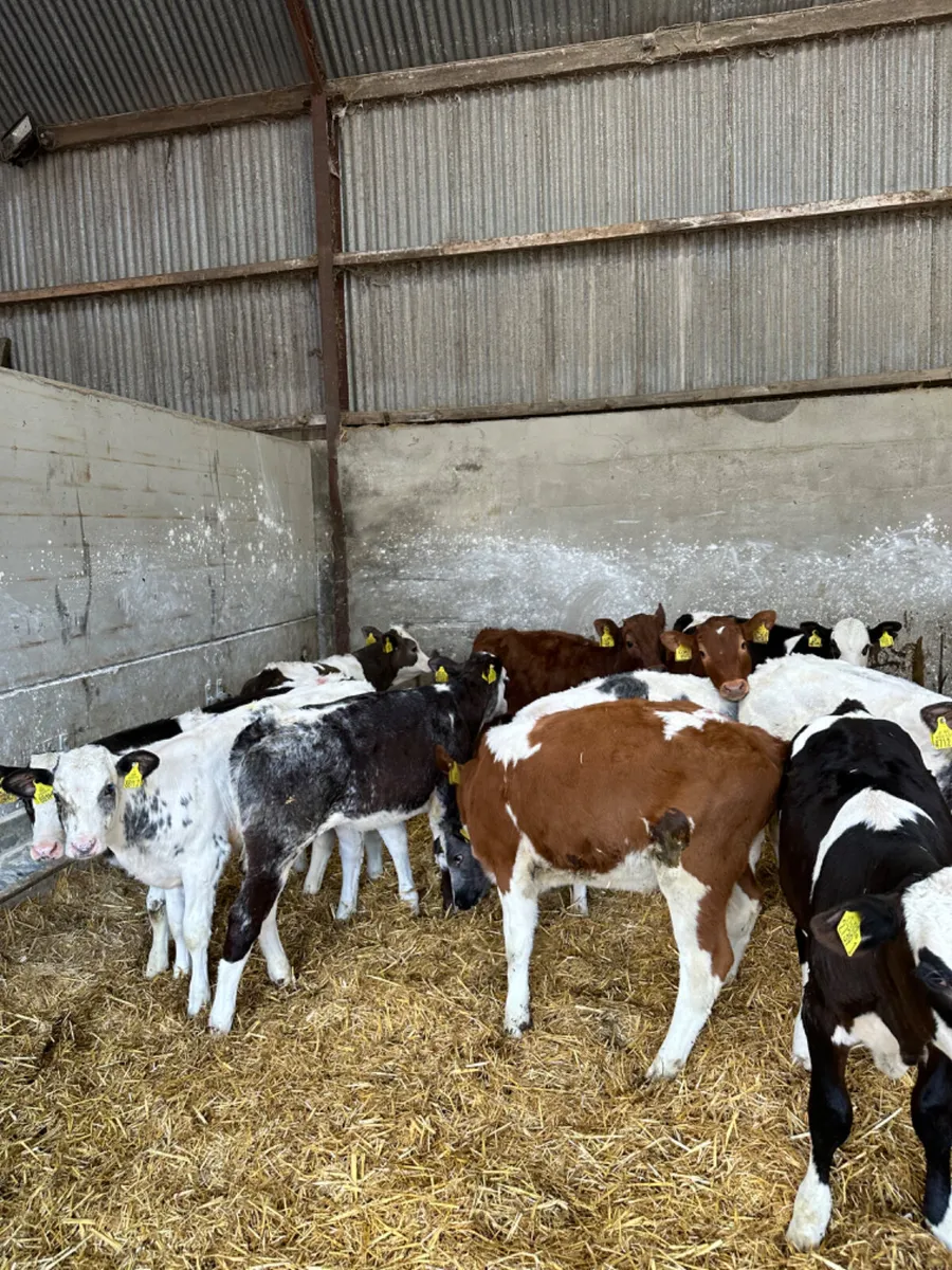 Coloured heifers - Image 2