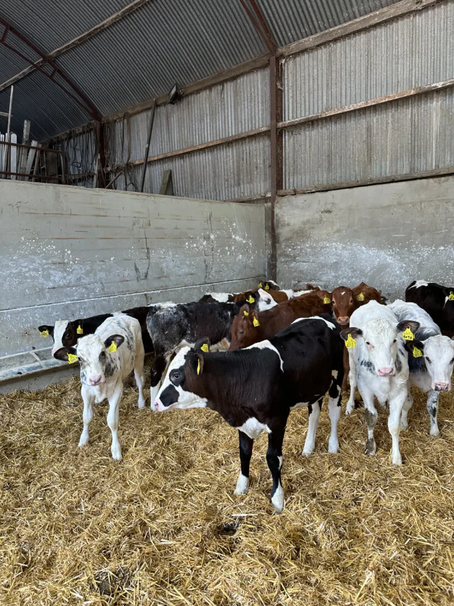 Coloured heifers - Image 3
