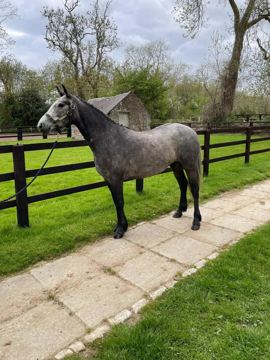 Lot 166 Goresbridge Connemara Sale 6th May - Image 1