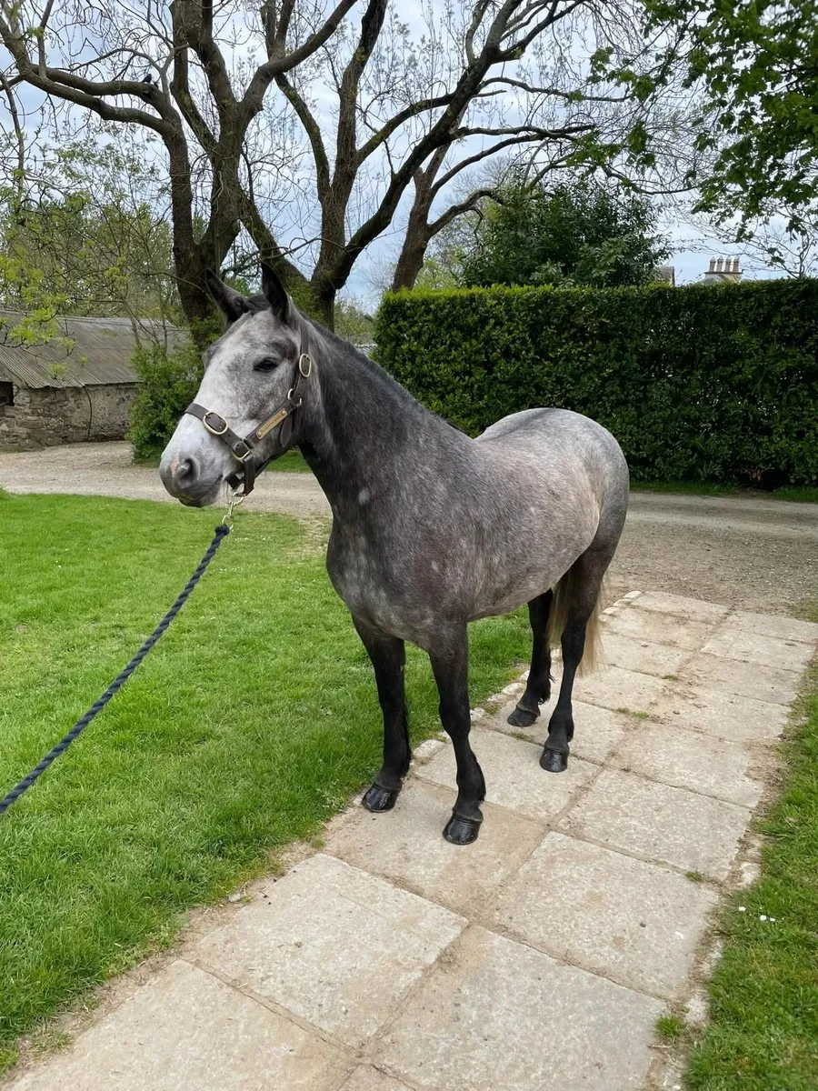 Lot 166 Goresbridge Connemara Sale 6th May - Image 2