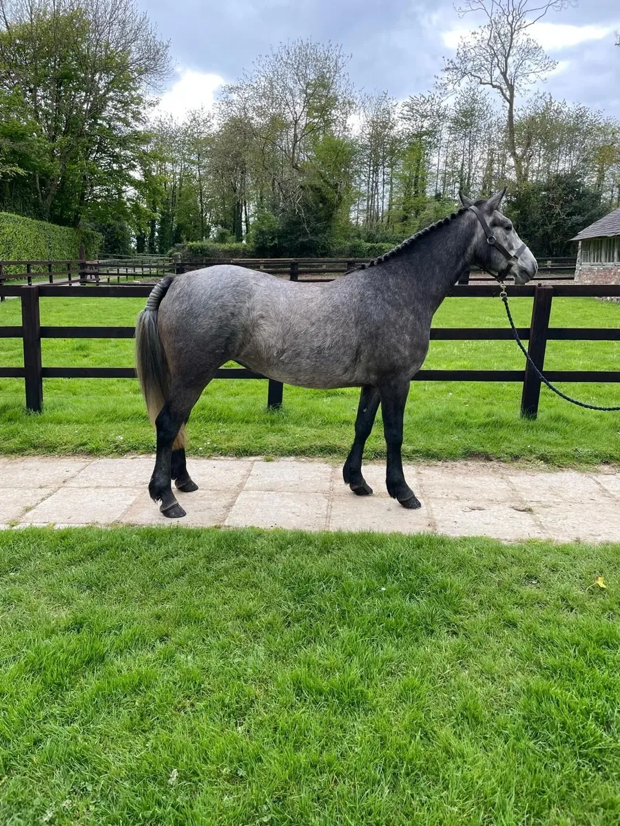 Lot 166 Goresbridge Connemara Sale 6th May - Image 3