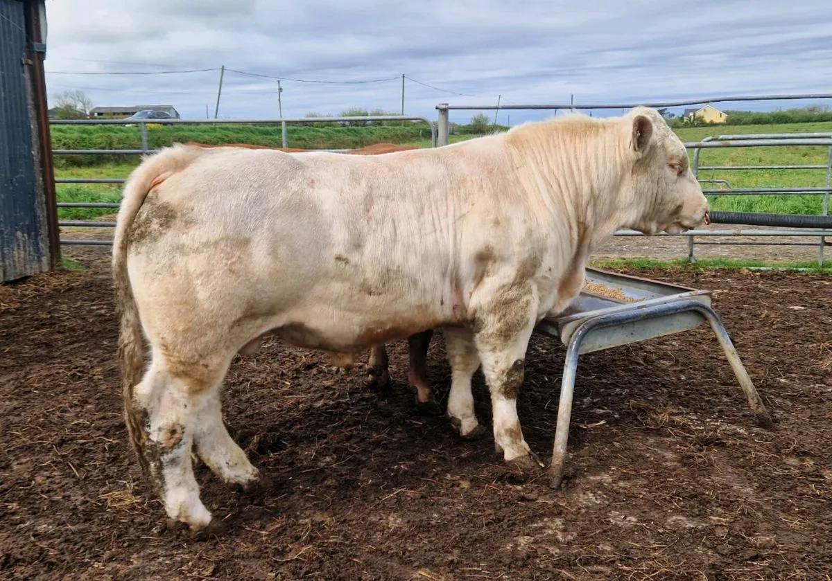 Pedigree Charlolais Bull - Image 1