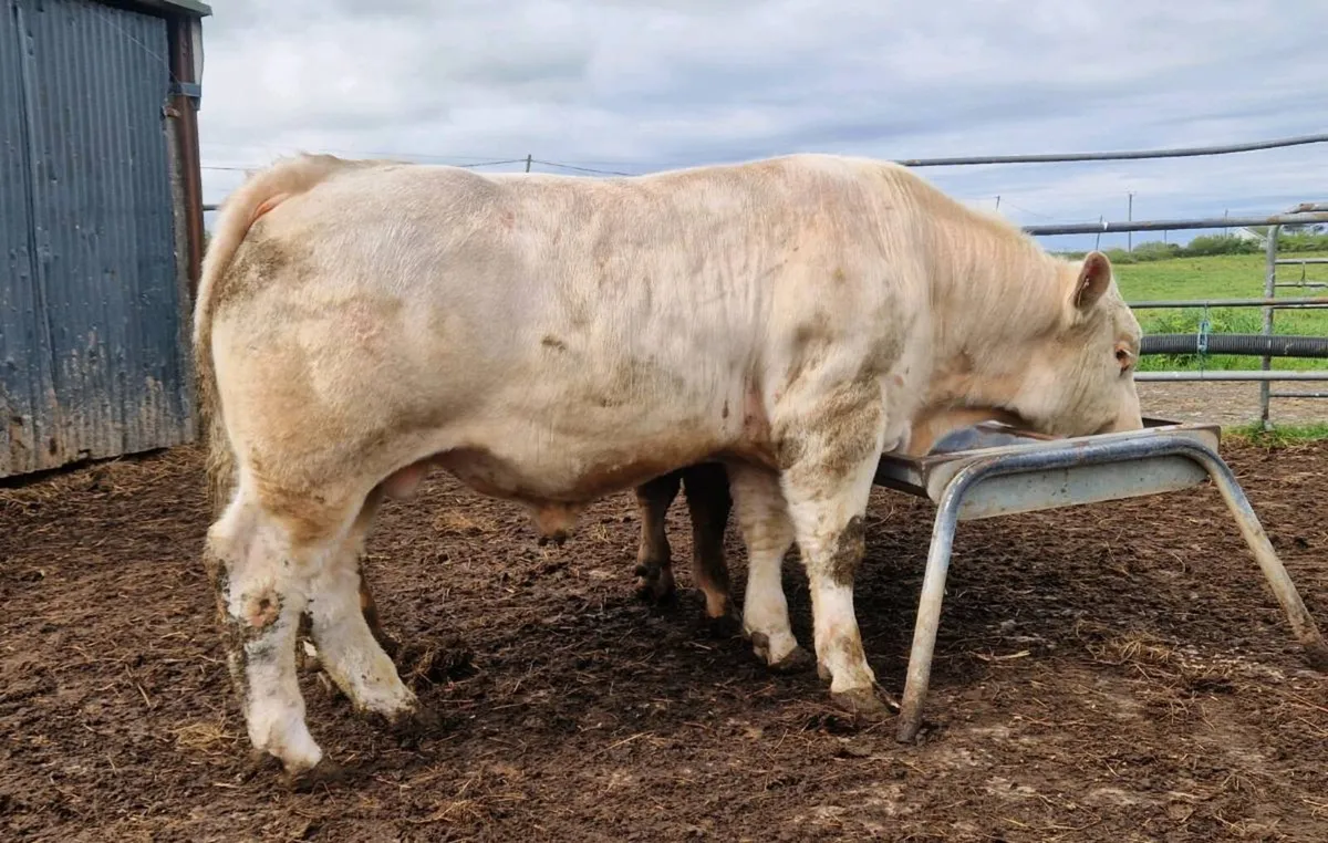 Pedigree Charlolais Bull - Image 2