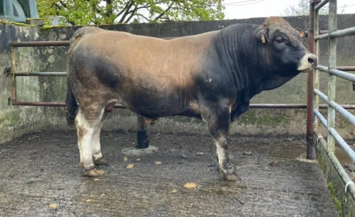 Aubrac Bull - Image 2