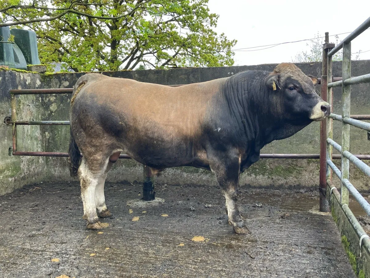 Aubrac Bull - Image 3