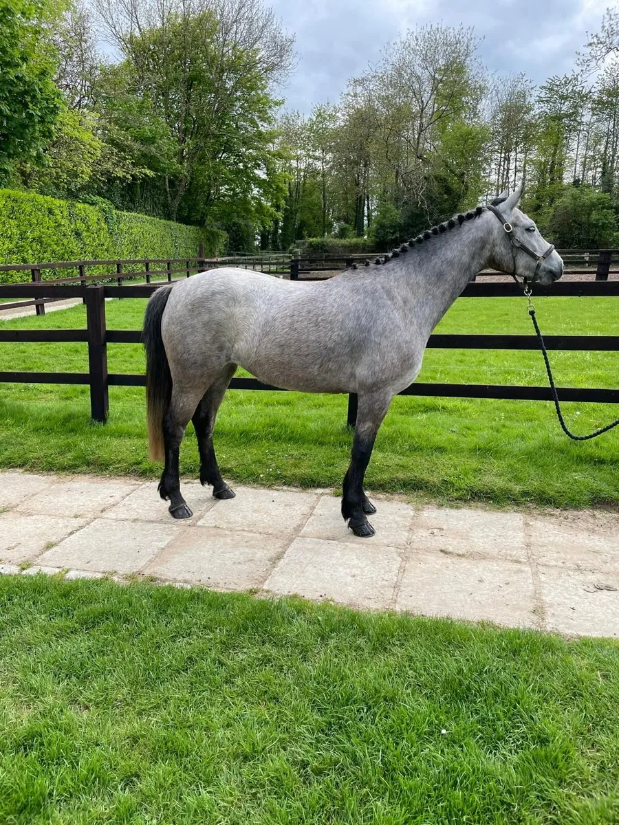 Lot 135 Connemara sale Goresbridge 6th May - Image 3