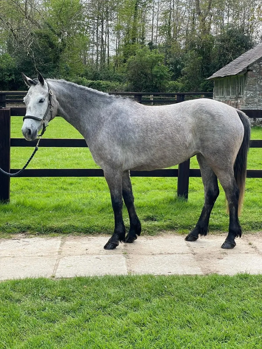 Lot 135 Connemara sale Goresbridge 6th May - Image 1