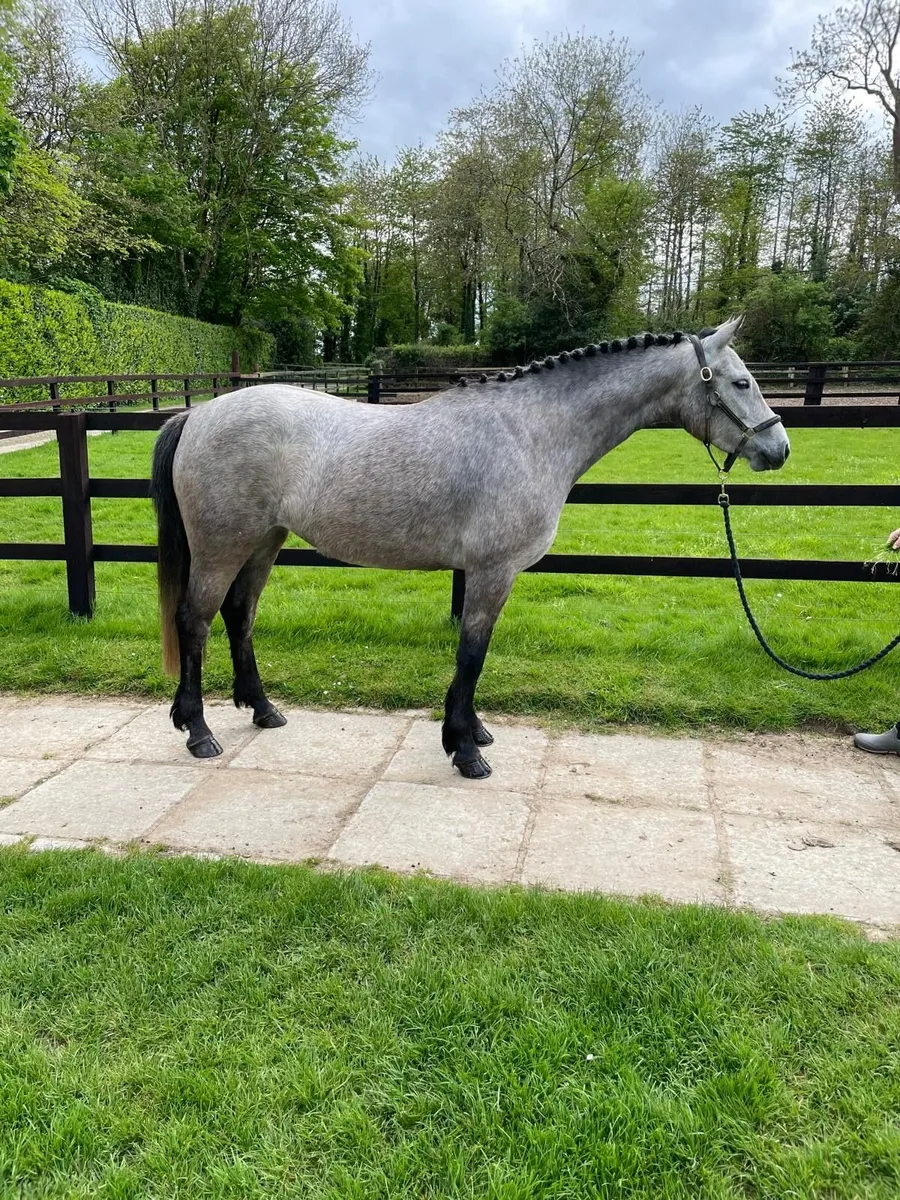 Lot 135 Connemara sale Goresbridge 6th May - Image 4