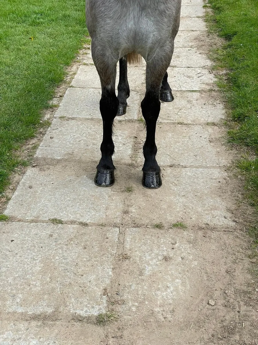 Lot 135 Connemara sale Goresbridge 6th May - Image 2
