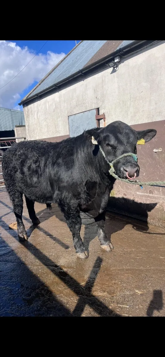 Pedigree Angus Bull