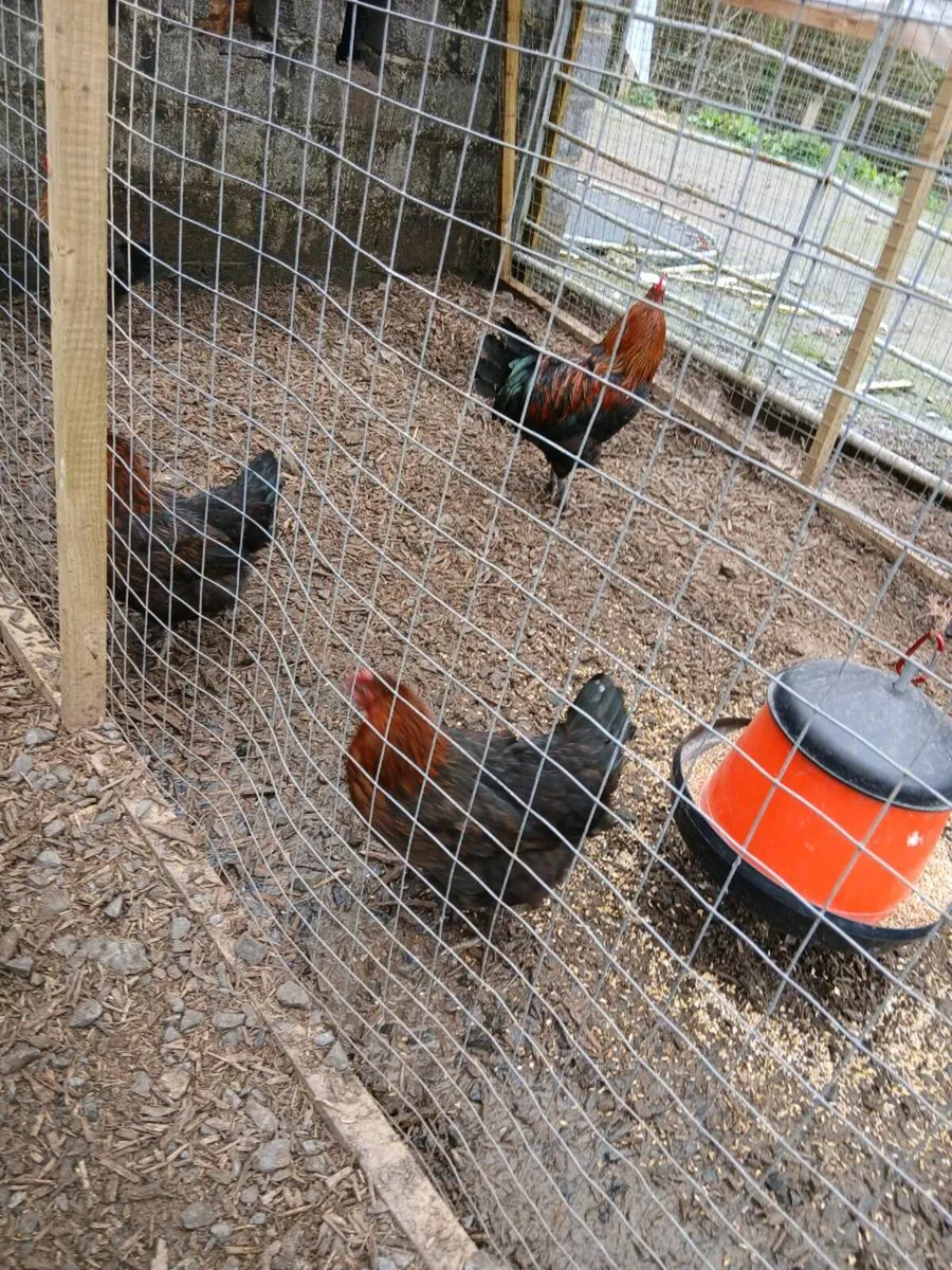 Chickens - Image 1