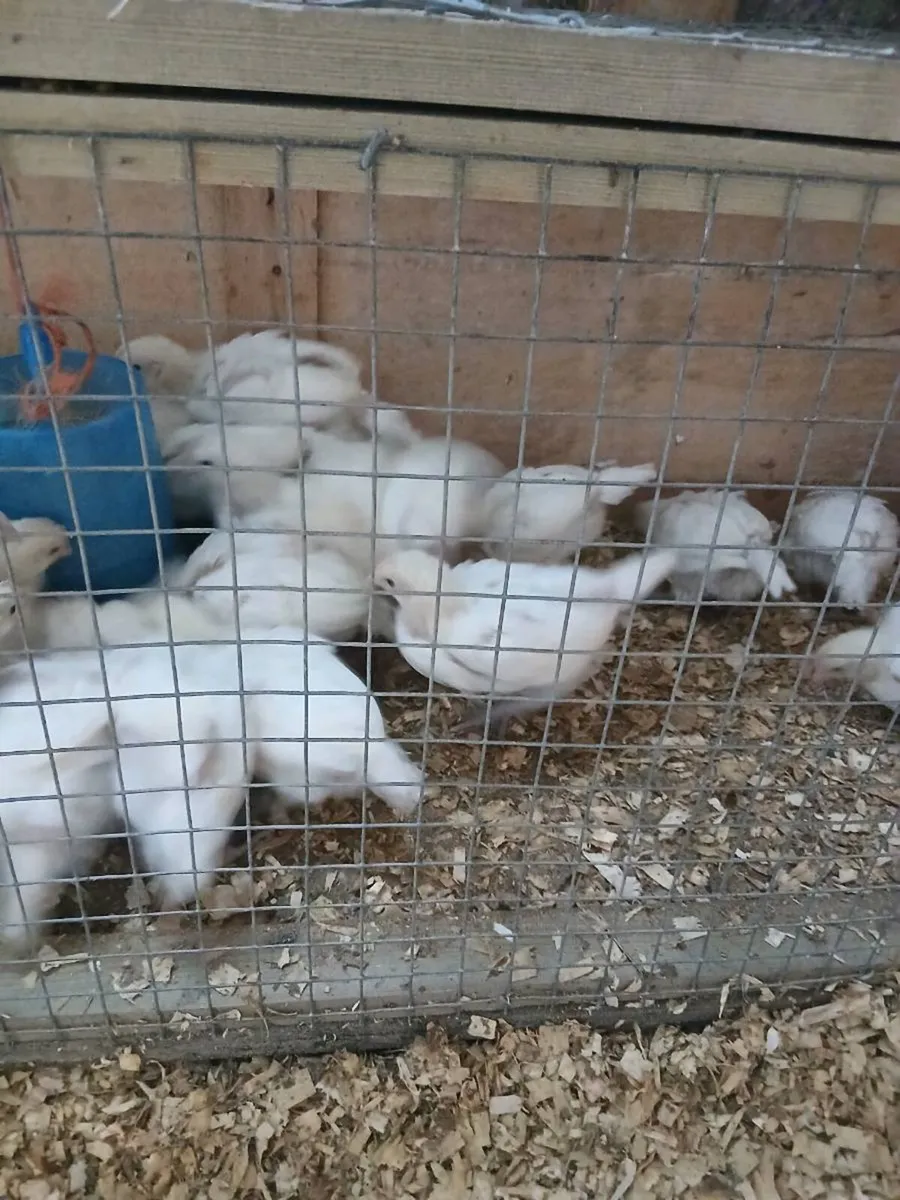 Chickens - Image 4