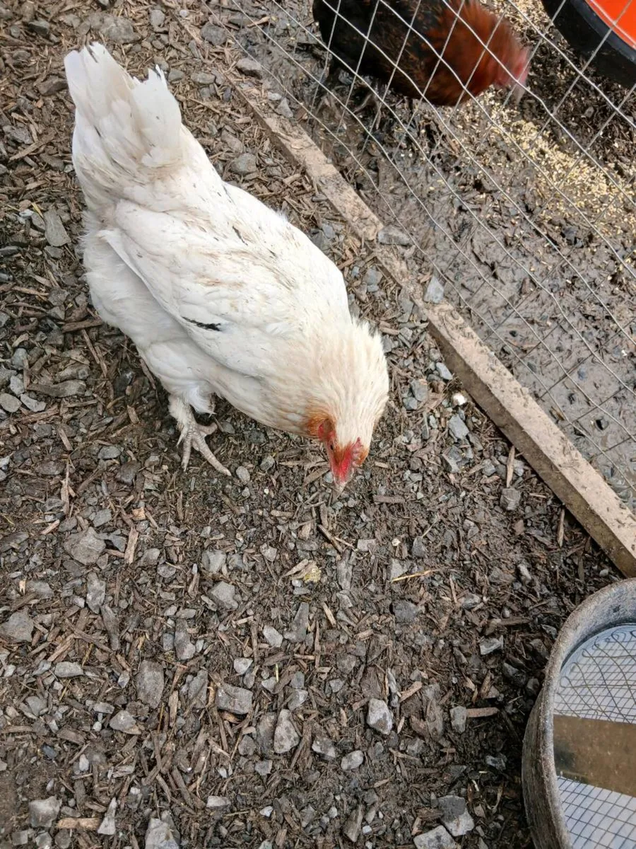 Chickens - Image 2