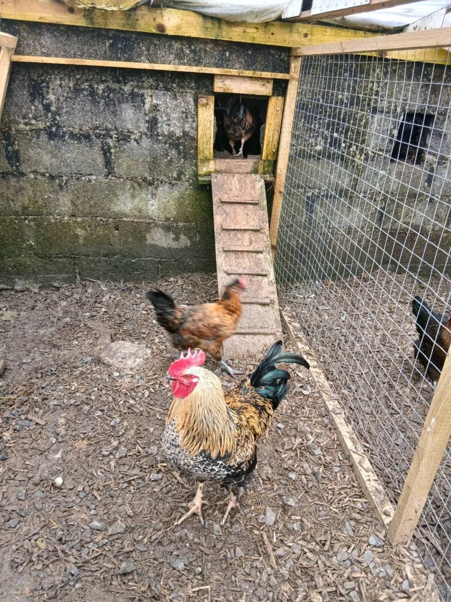 Chickens - Image 3