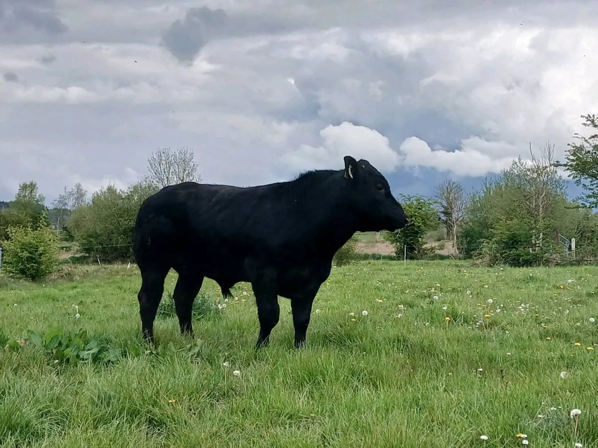 Hybrid BB/LM Bull - Image 2