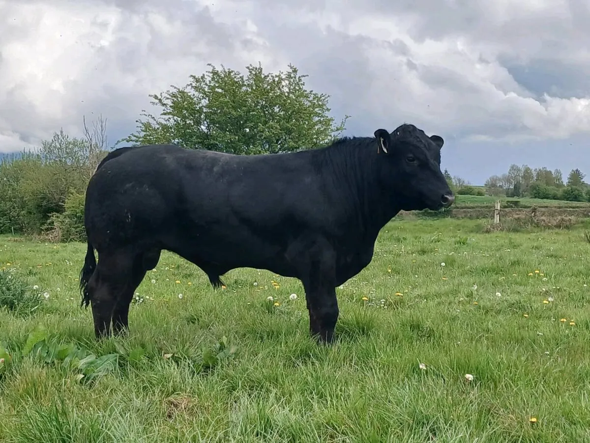 Hybrid BB/LM Bull - Image 3