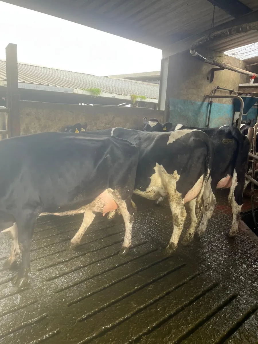 Calved cows - Image 1