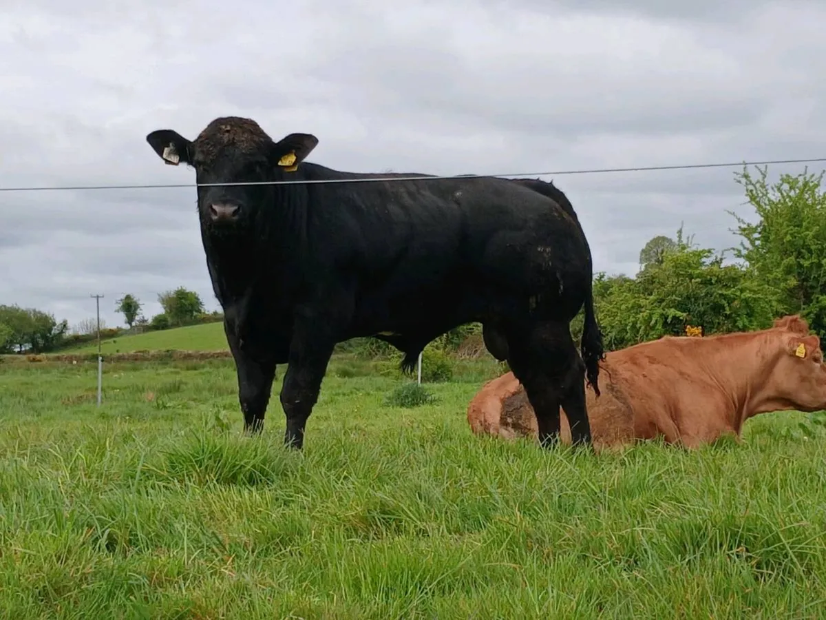 Hybrid BB/LM Bull - Image 1