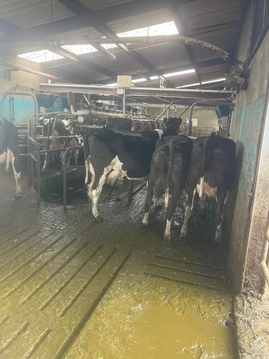 Calved cows - Image 3