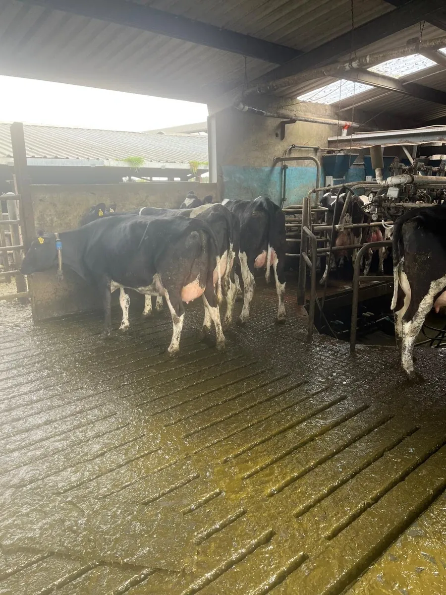 Calved cows - Image 4