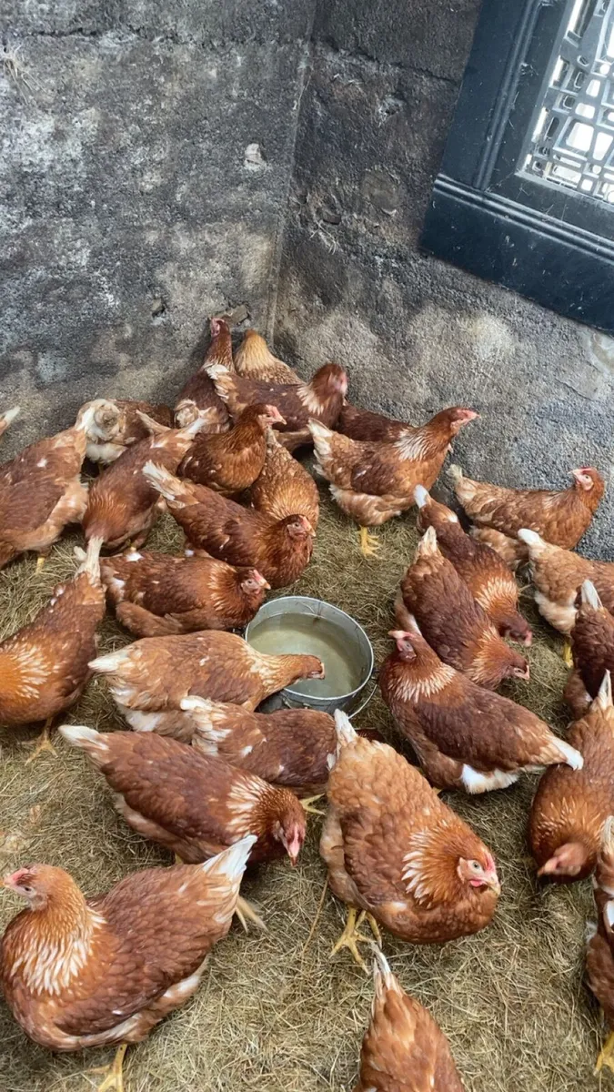 Lovely laying hens for sale - Image 1