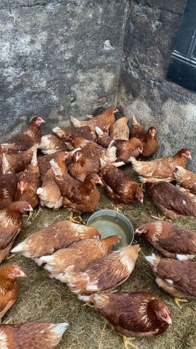 Lovely laying hens for sale - Image 4