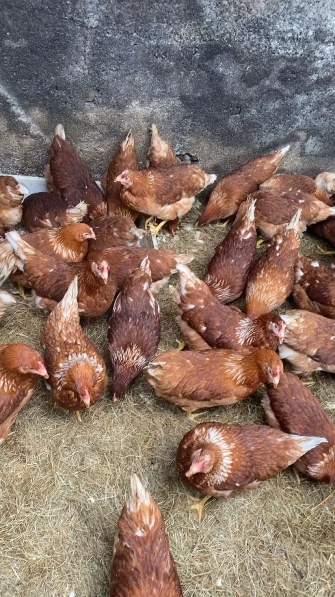 Lovely laying hens for sale - Image 2