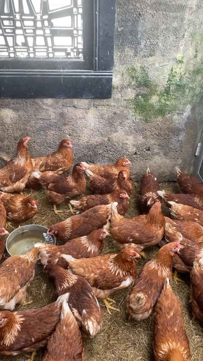 Lovely laying hens for sale - Image 3