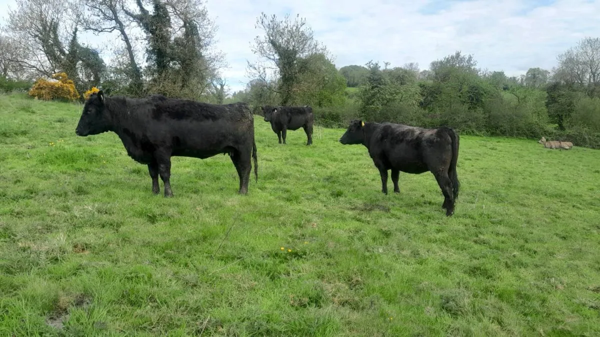 Pedigree angus heifers - Image 1