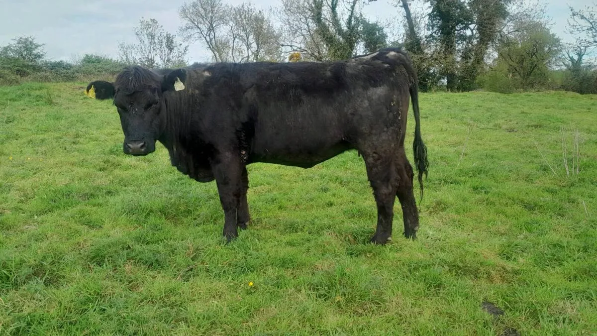 Pedigree angus heifers - Image 2