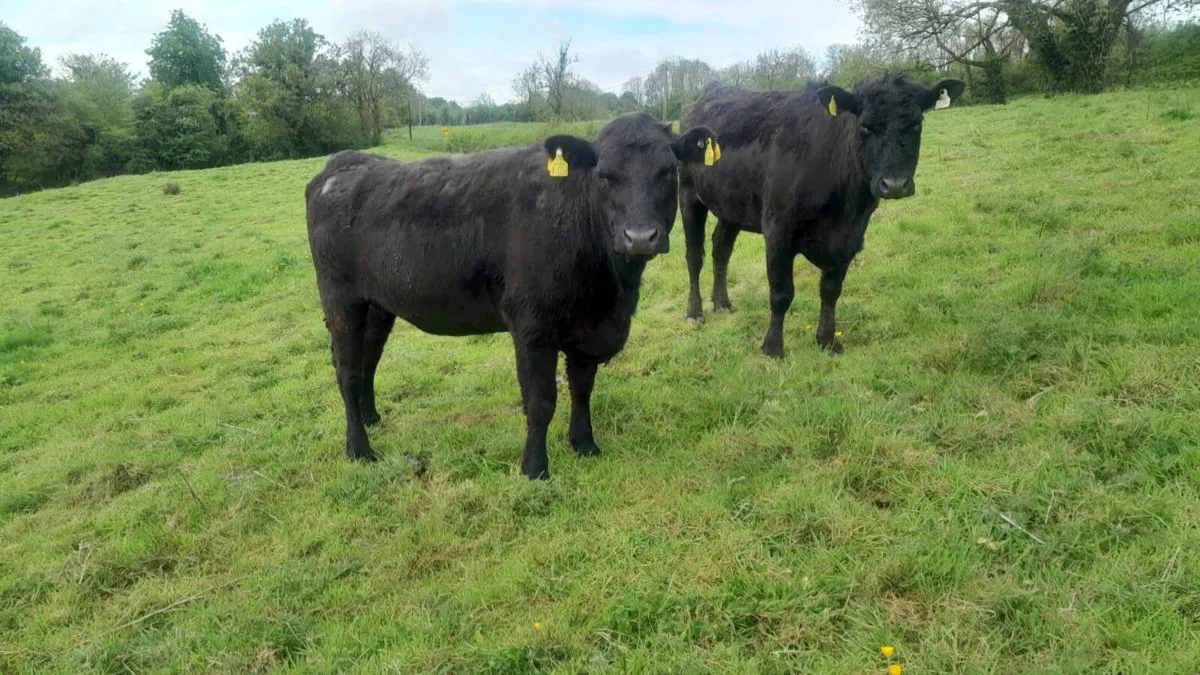 Pedigree angus heifers - Image 3