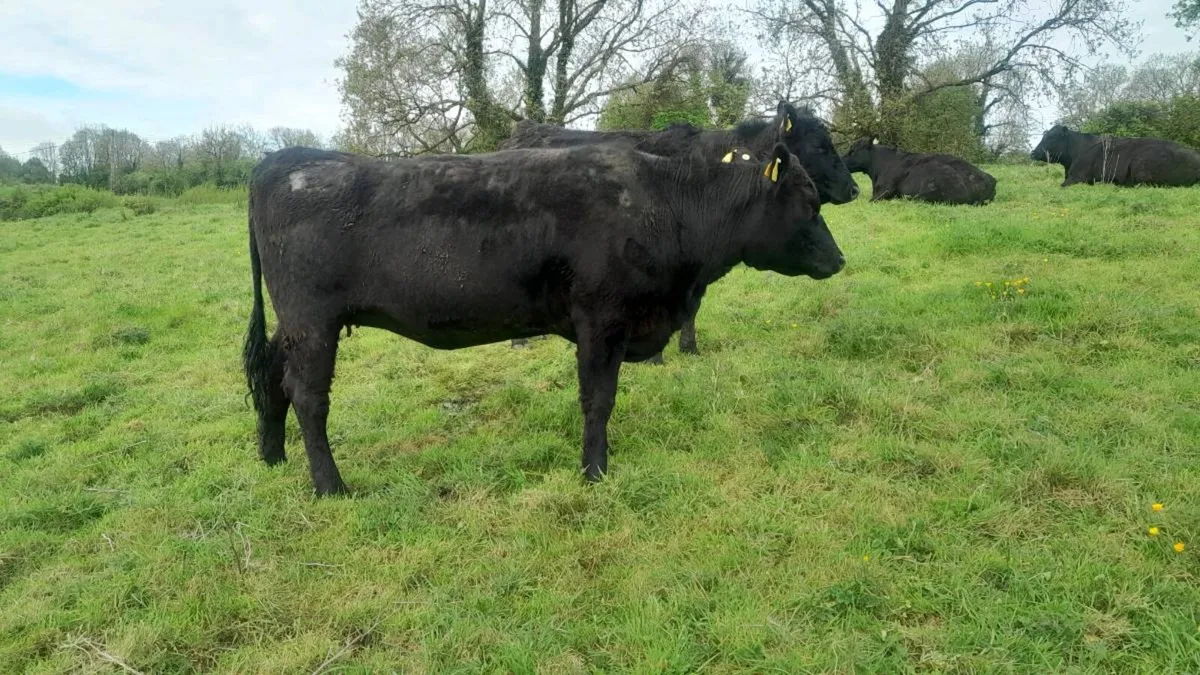 Pedigree angus heifers - Image 4