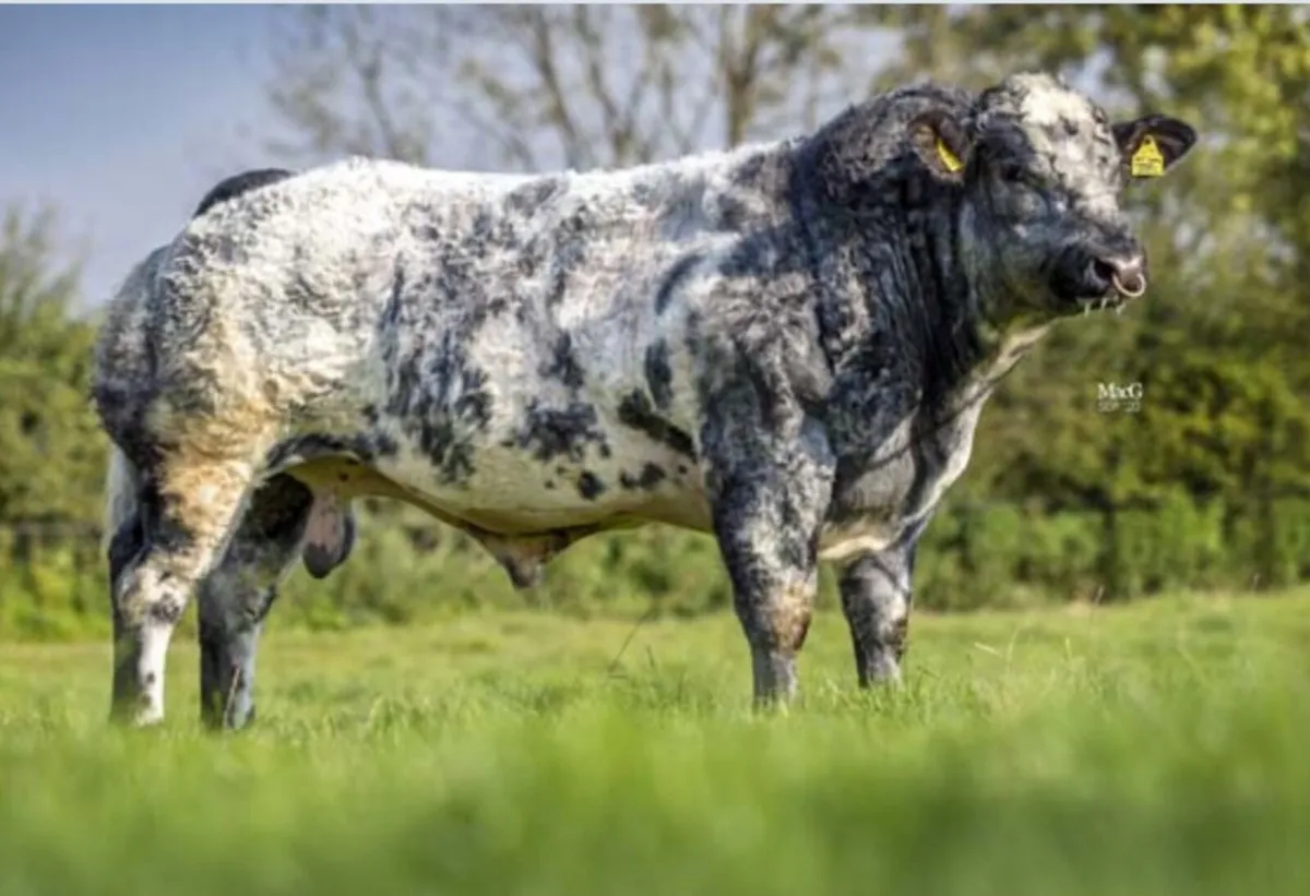 Hybrid BB/LM Bull - Image 4