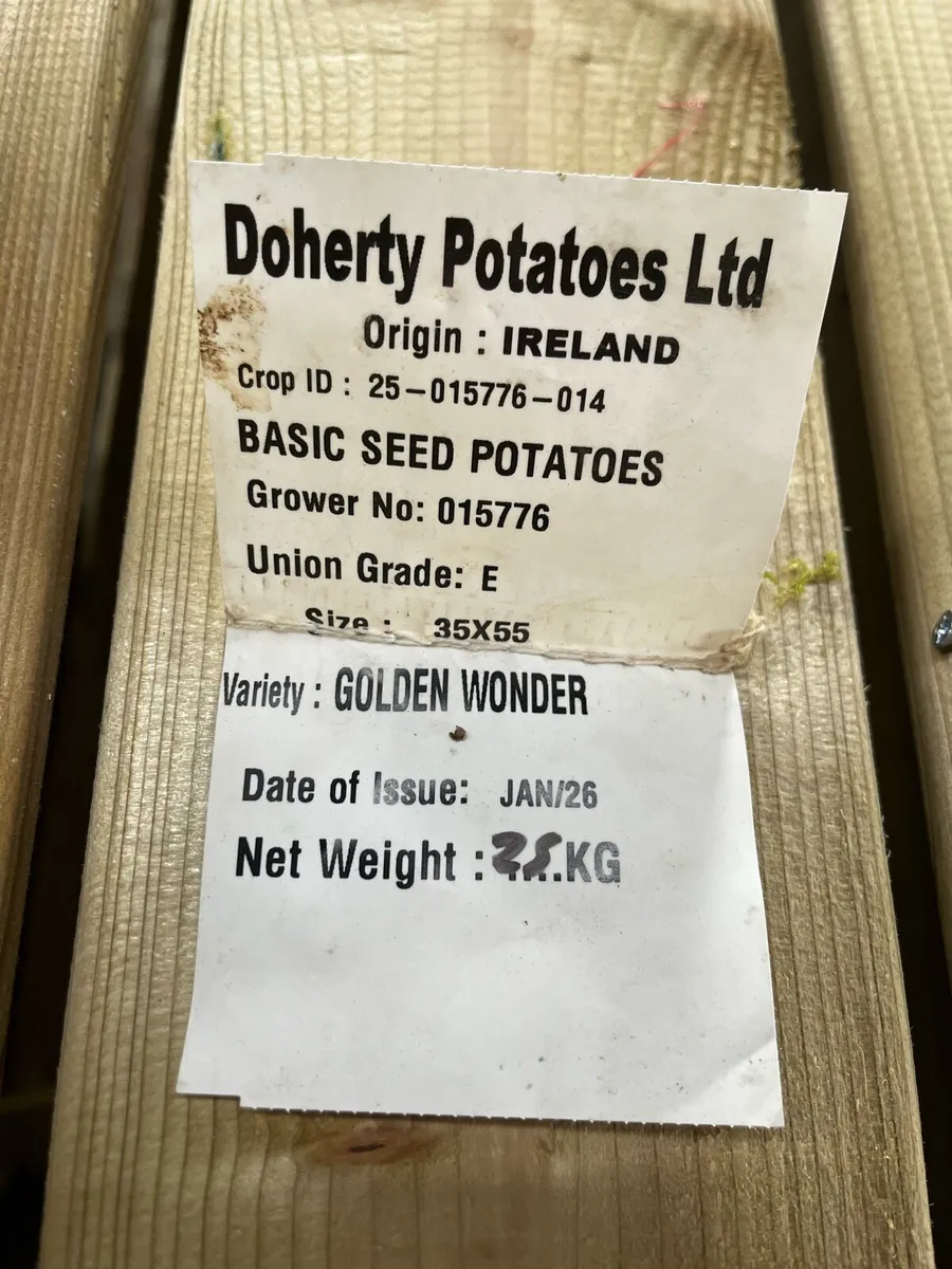 Certified seed potatoes golden wonder and queens - Image 2