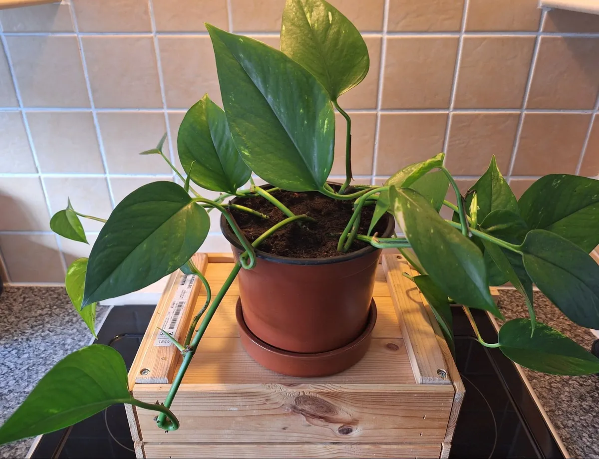Large & Healthy Golden Pothos (Devils Ivy) - Image 1