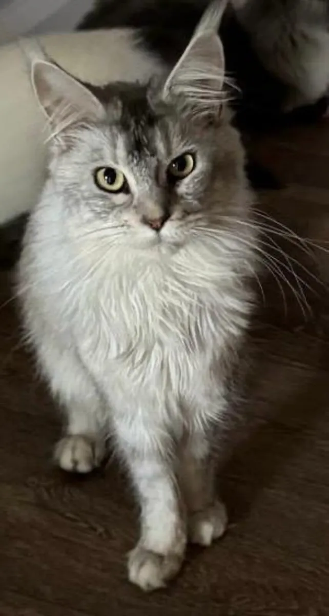 Maine Coon female
