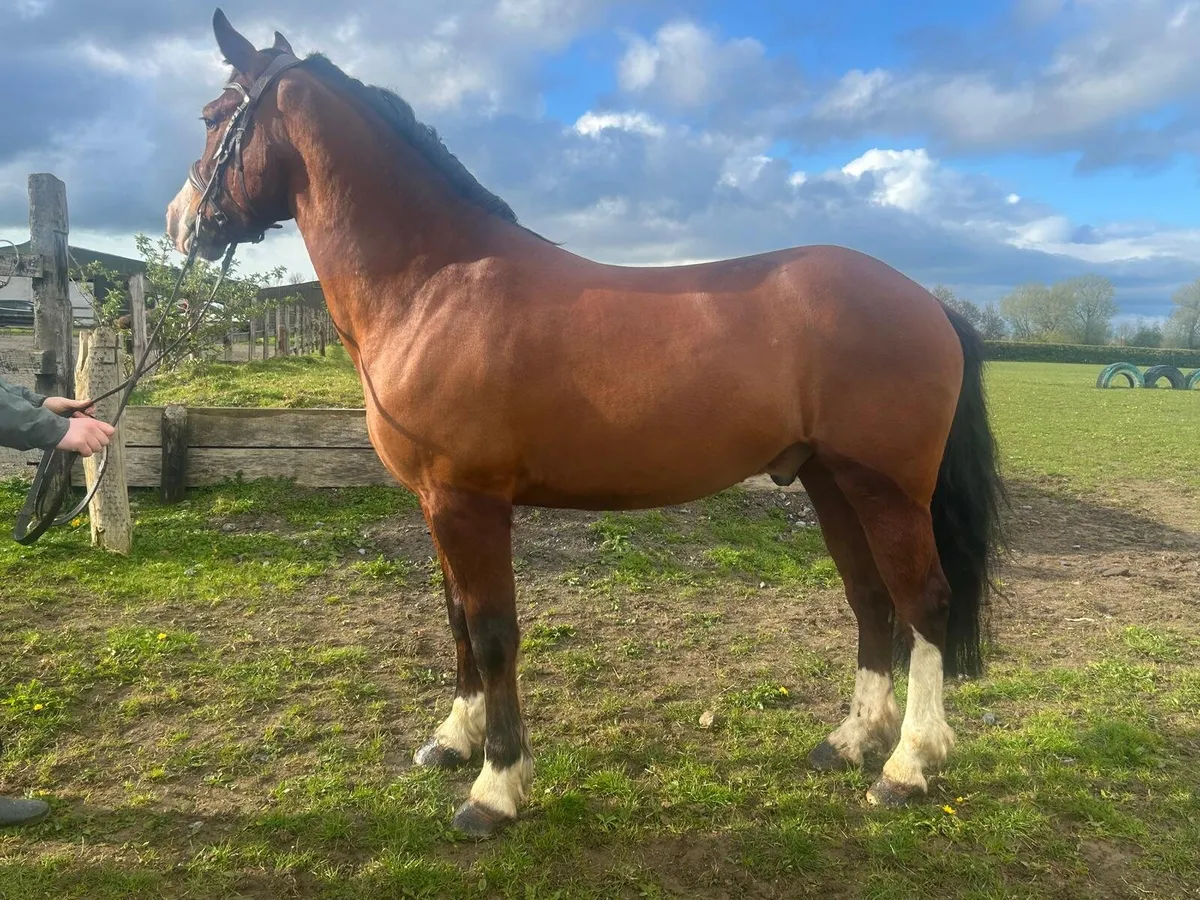 Lot 8 gorsebridge 6th May