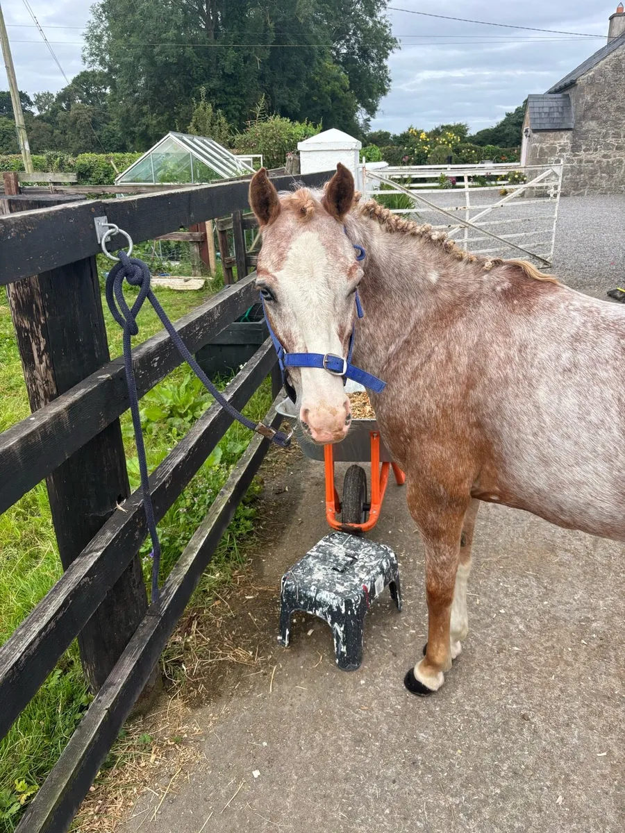 Brilliant little12h Competition Pony - Image 3