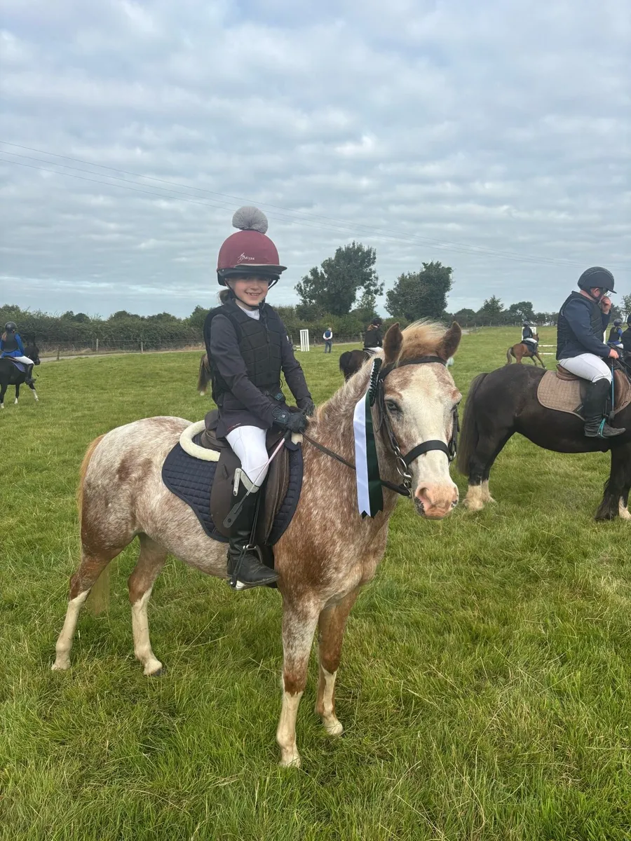 Brilliant little12h Competition Pony - Image 4