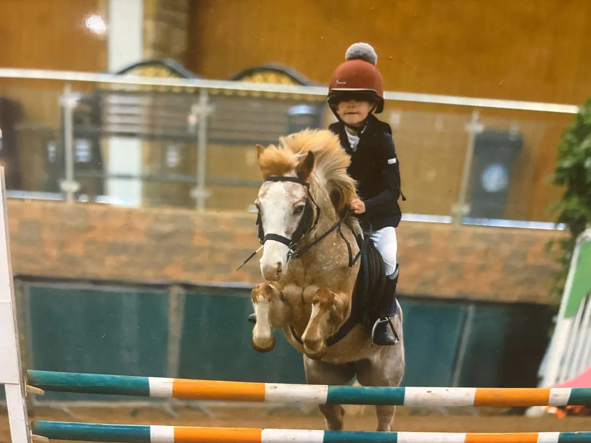 Brilliant little12h Competition Pony - Image 1