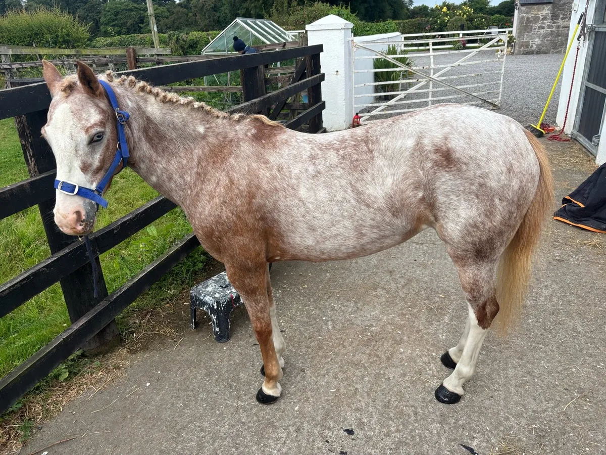 Brilliant little12h Competition Pony - Image 2