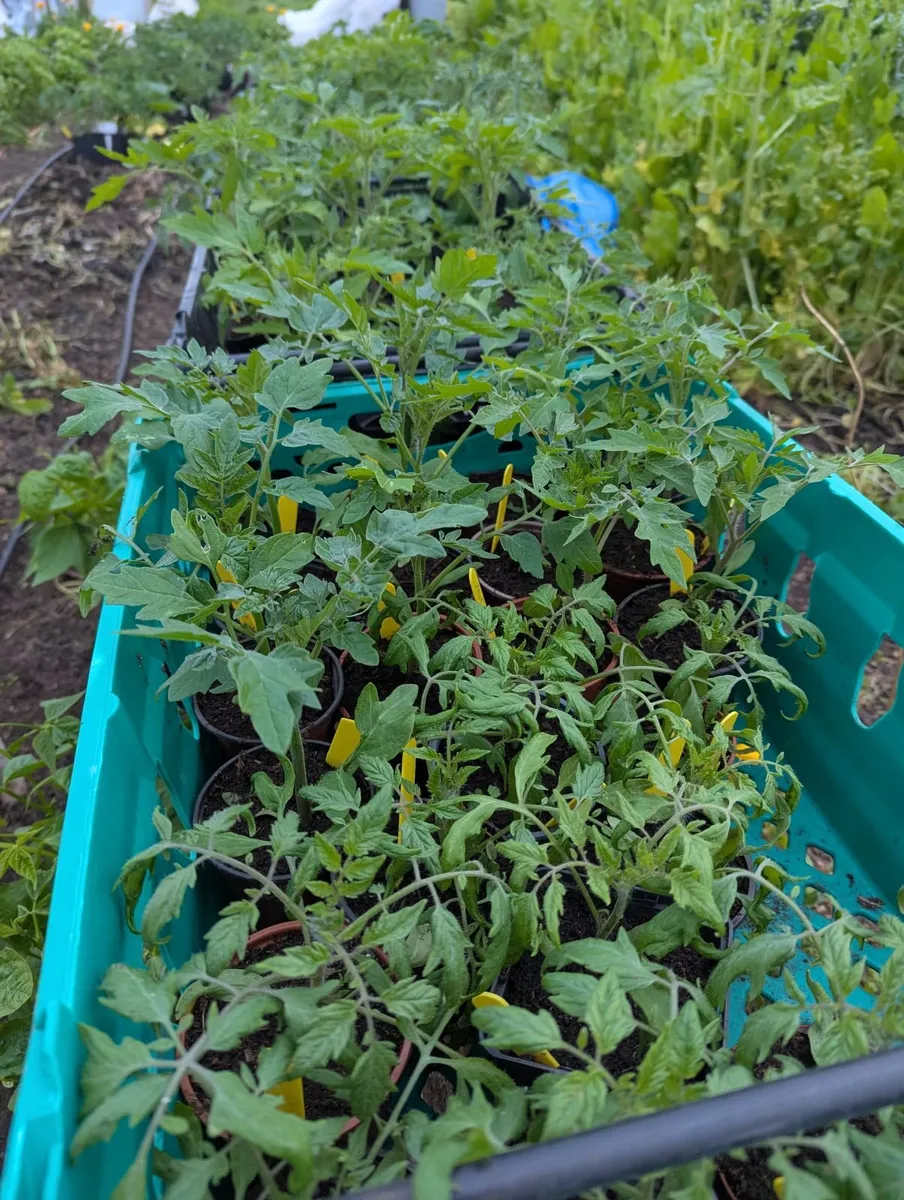 Tomato and pumpkin plants (pesticide free farm) - Image 1