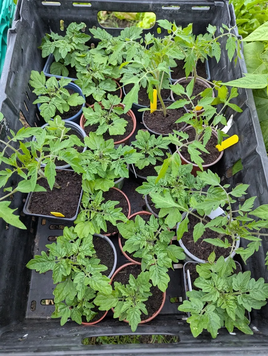Tomato and pumpkin plants (pesticide free farm) - Image 2