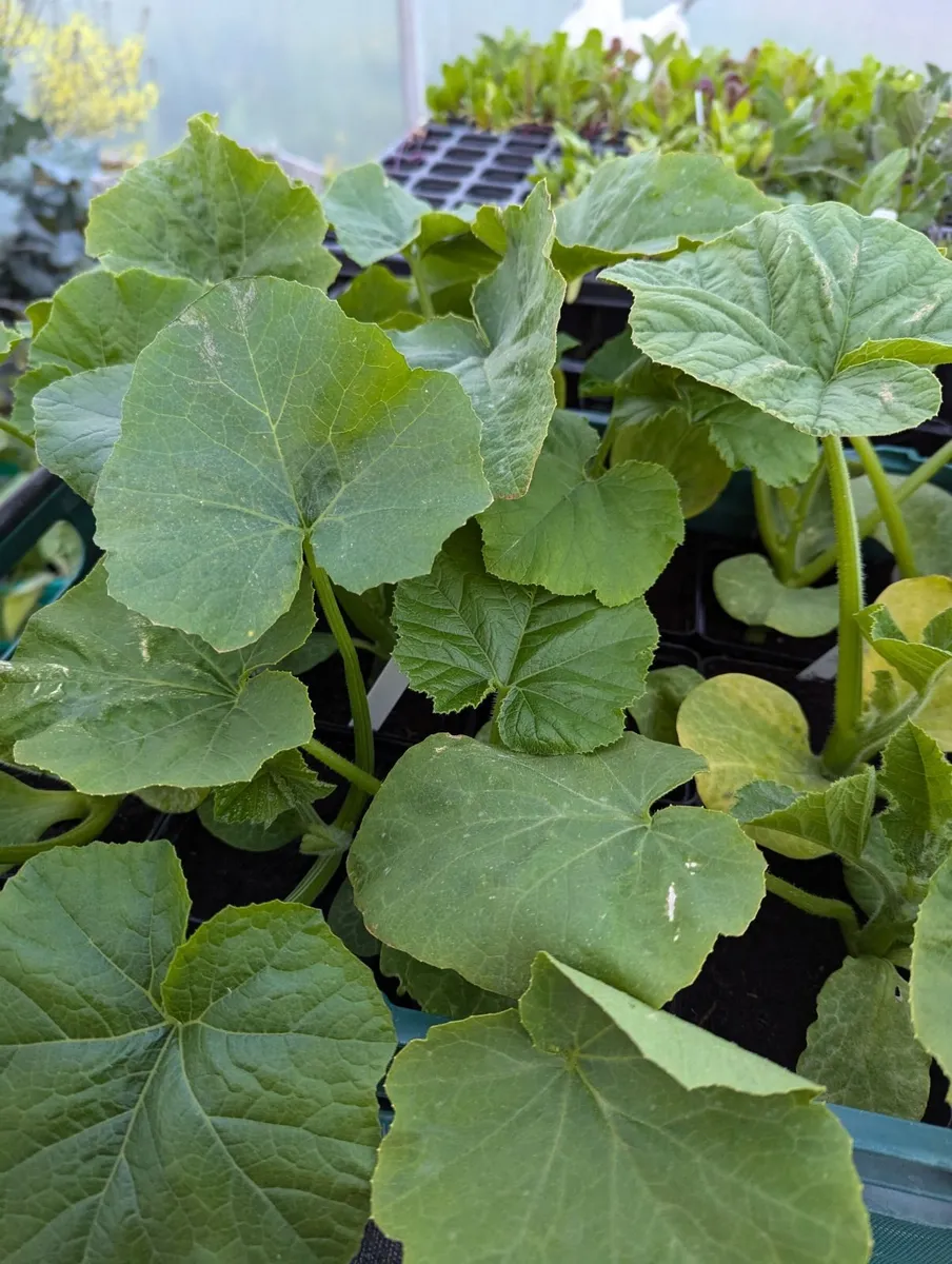 Tomato and pumpkin plants (pesticide free farm) - Image 3