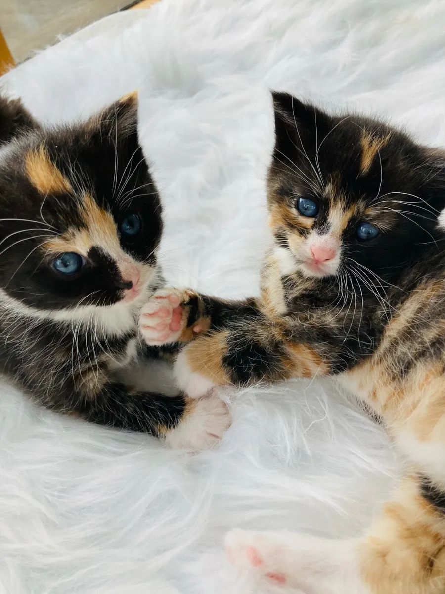 Fluffy kittens - Image 1