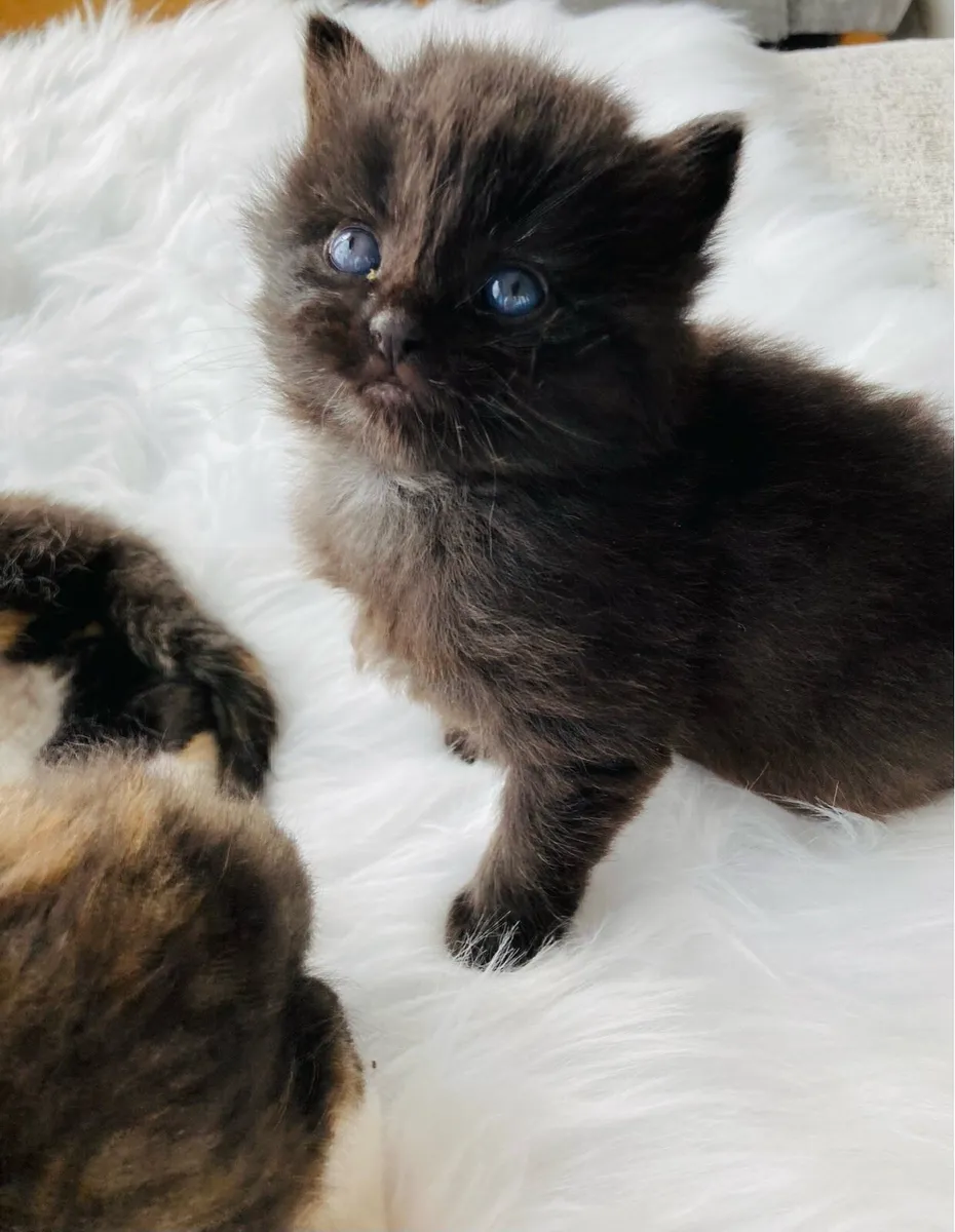 Fluffy kittens - Image 2