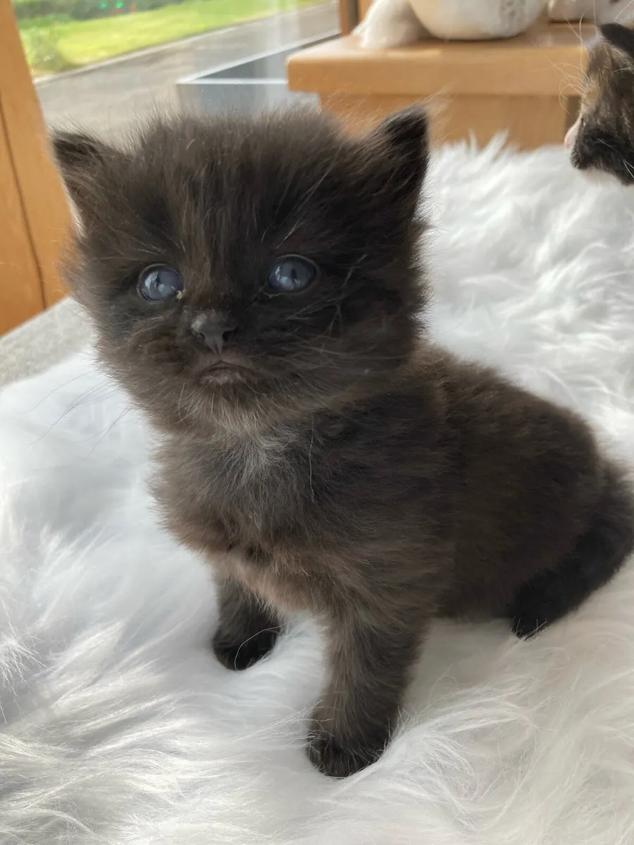 Fluffy kittens - Image 3