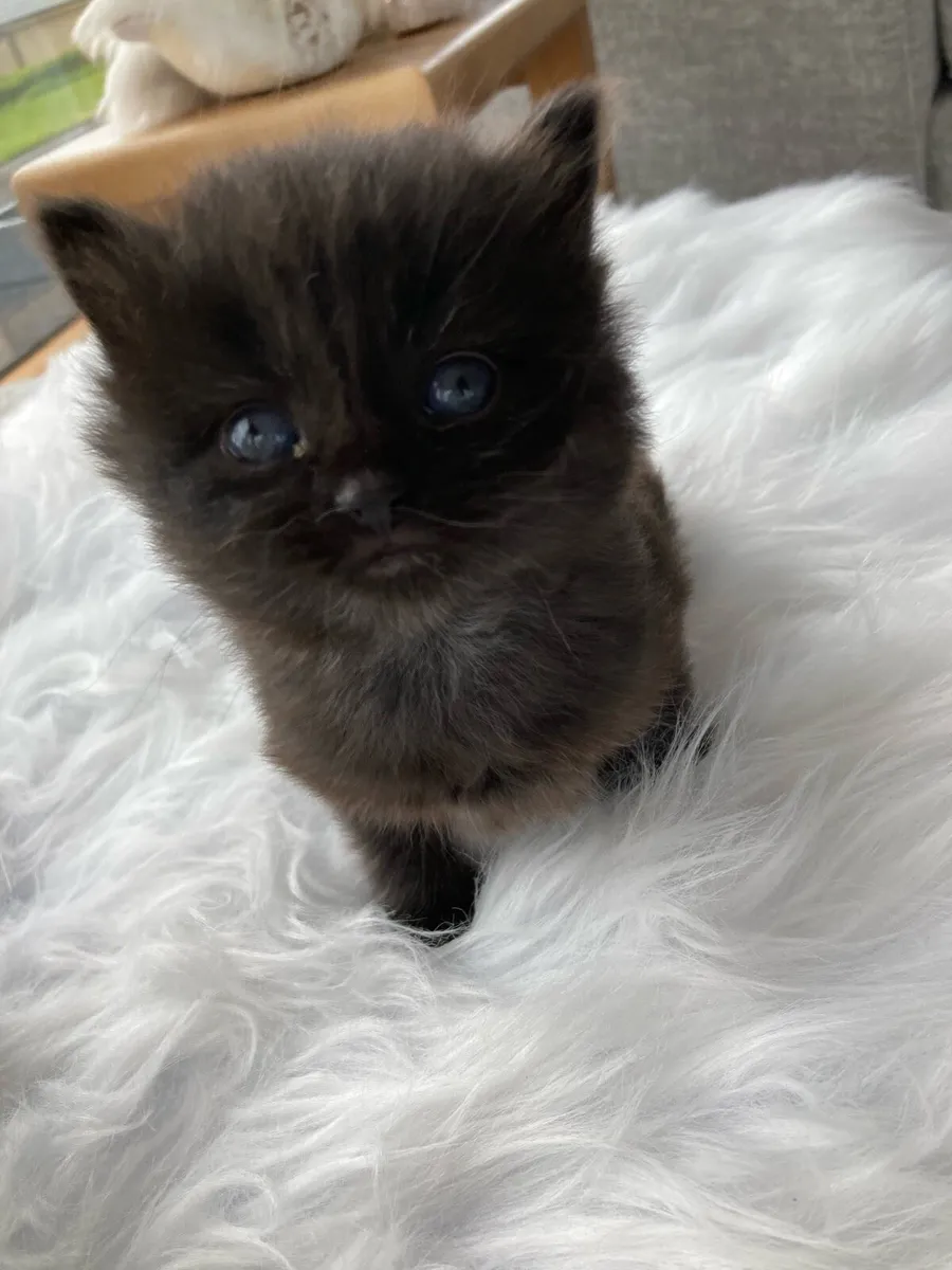 Fluffy kittens - Image 4